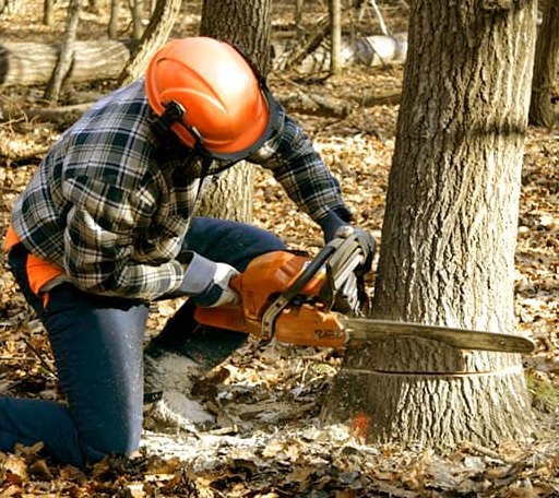 Tree Removal in Grouse Creek, UT